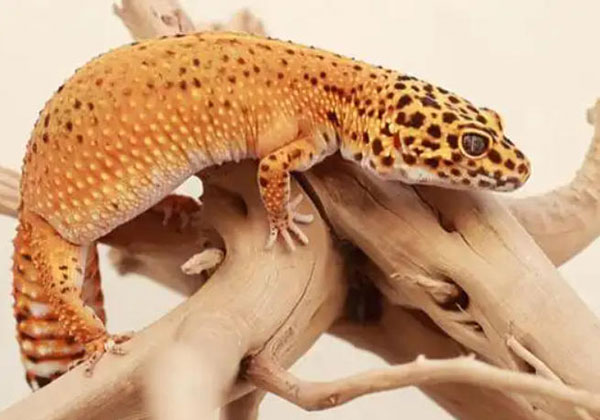 Geckos