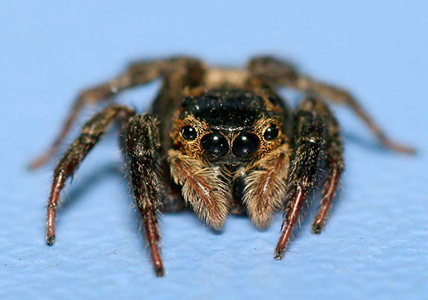 Jumping Spiders and Invertebrates